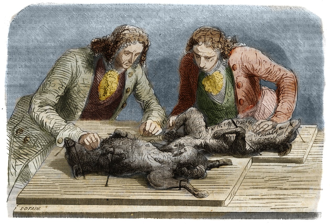 Lékařská zkušenost: krevní transfuze provedená u dvou psů v Paříži v roce 1667. Rytina z roku 1857 z kresby Clauda Perraulta. od Unknown artist
