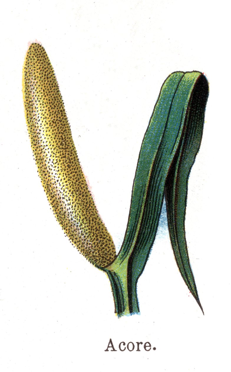 Léčivé a potravinářské botanické rostliny: acore. Rytina do „“La Mediation naturelle““, od Friedricha Eduarda Bilze (1842-1922) od Unknown artist