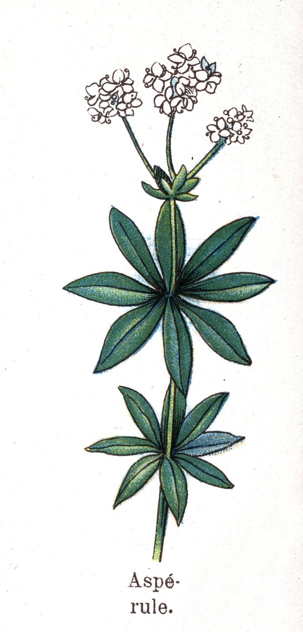 Léčivé a potravinářské botanické rostliny: asperula. Rytina do „“La Mediation naturelle““, od Friedricha Eduarda Bilze (1842-1922) od Unknown artist