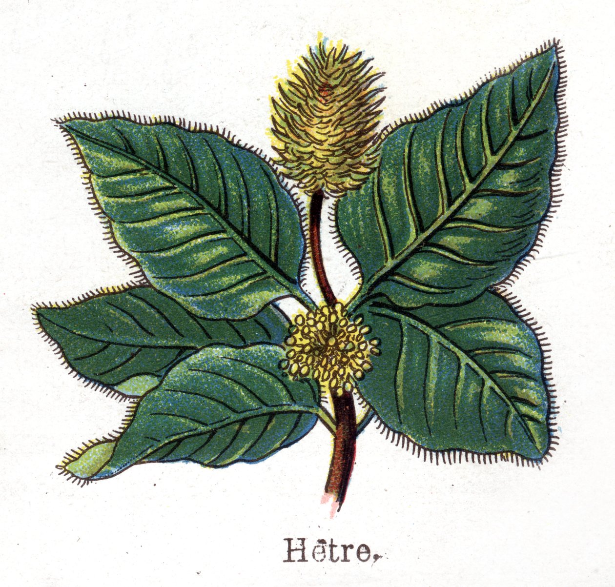 Léčivé a potravinářské botanické rostliny: buk. Rytina do „“La Mediation naturelle““, od Friedricha Eduarda Bilze (1842-1922) od Unknown artist
