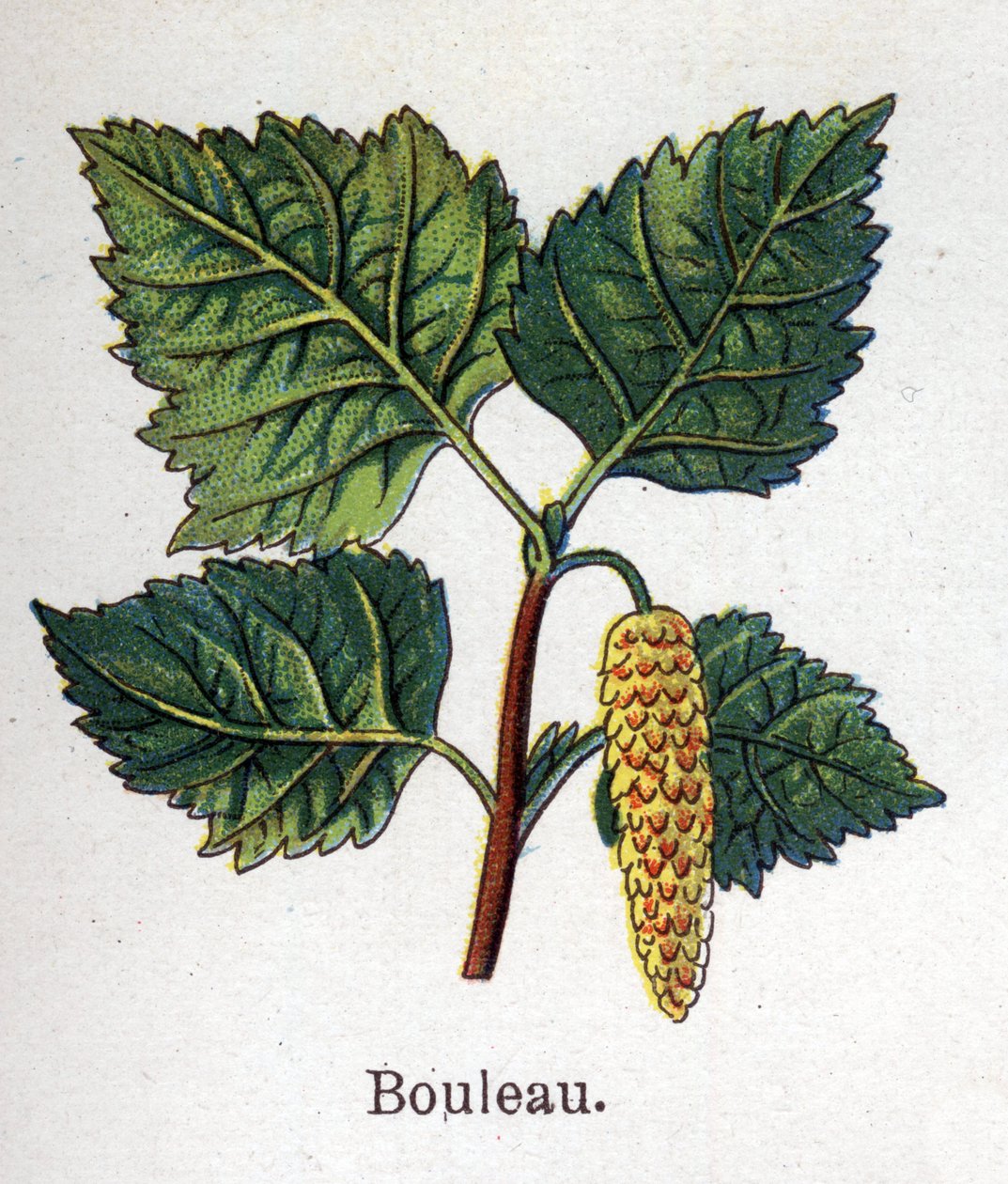 Léčivé a potravinářské botanické rostliny: bříza. Rytina do „“La Mediation naturelle““, od Friedricha Eduarda Bilze (1842-1922) od Unknown artist