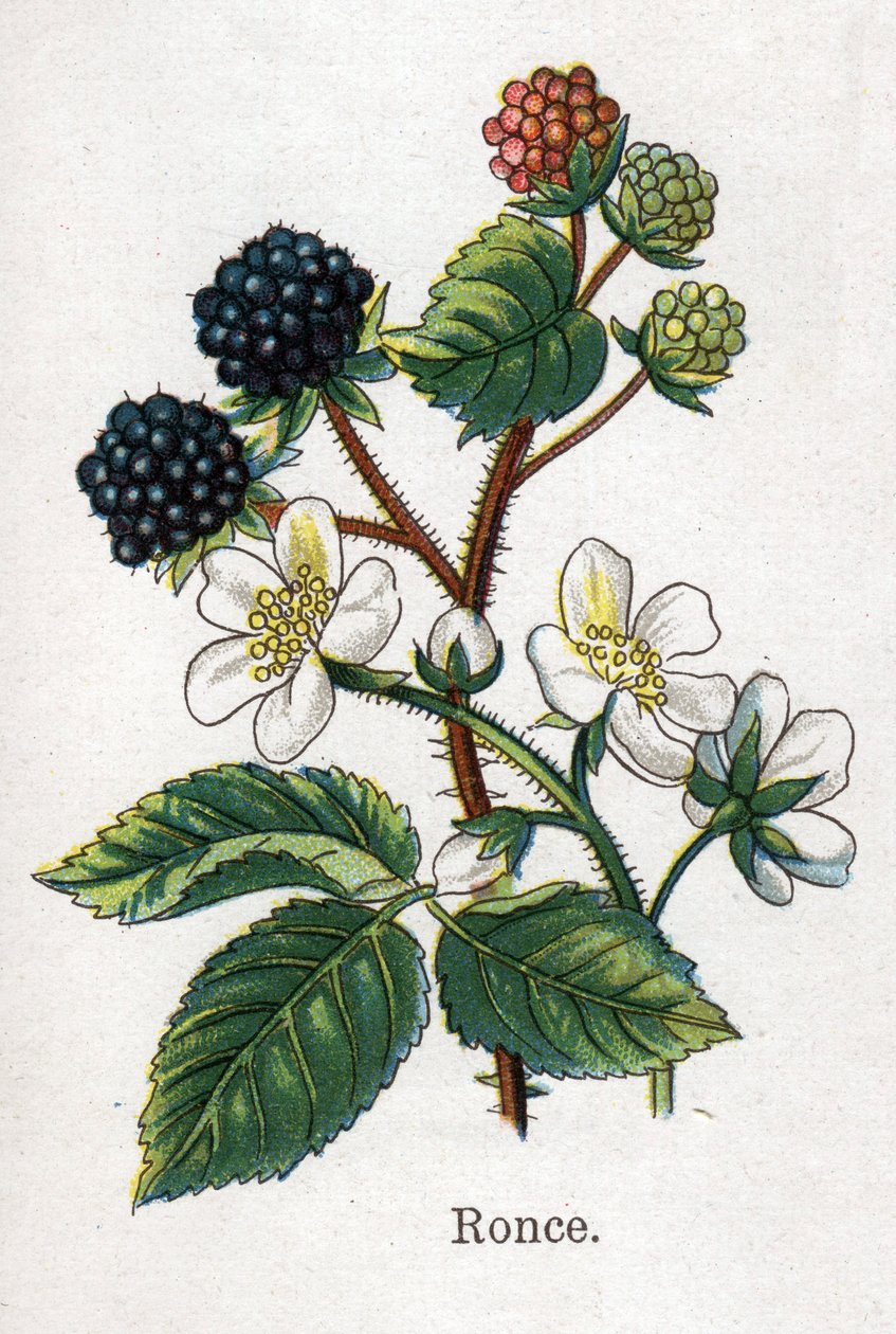 Léčivé a potravinářské botanické rostliny: ostružiní. Rytina do „“La Mediation naturelle““, od Friedricha Eduarda Bilze (1842-1922) od Unknown artist