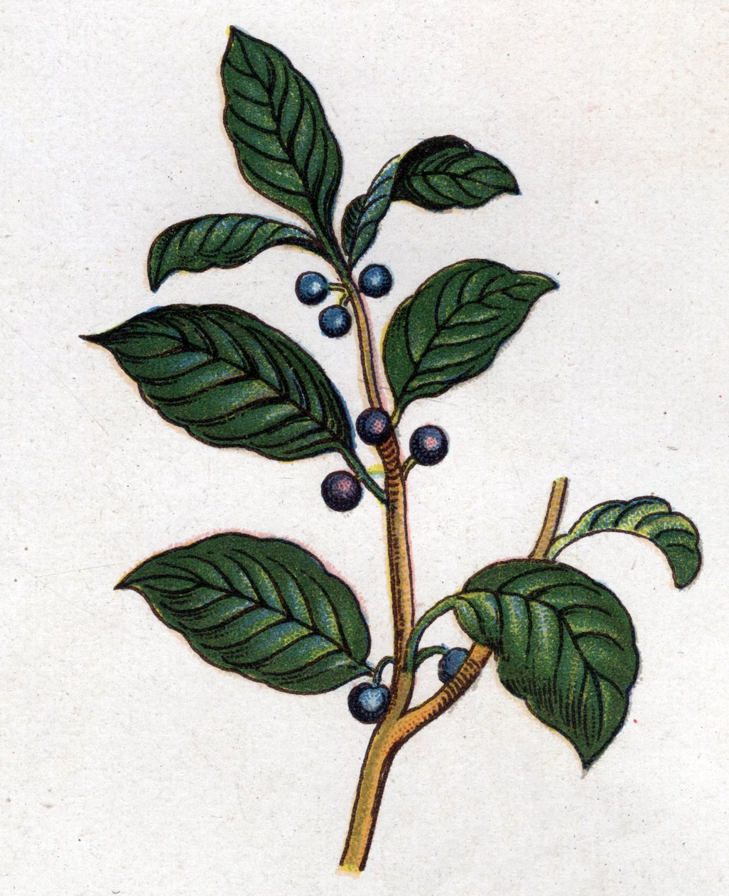 Léčivé a potravinářské botanické rostliny: řešetlákový. Rytina do „“La Mediation naturelle““, od Friedricha Eduarda Bilze (1842-1922) od Unknown artist
