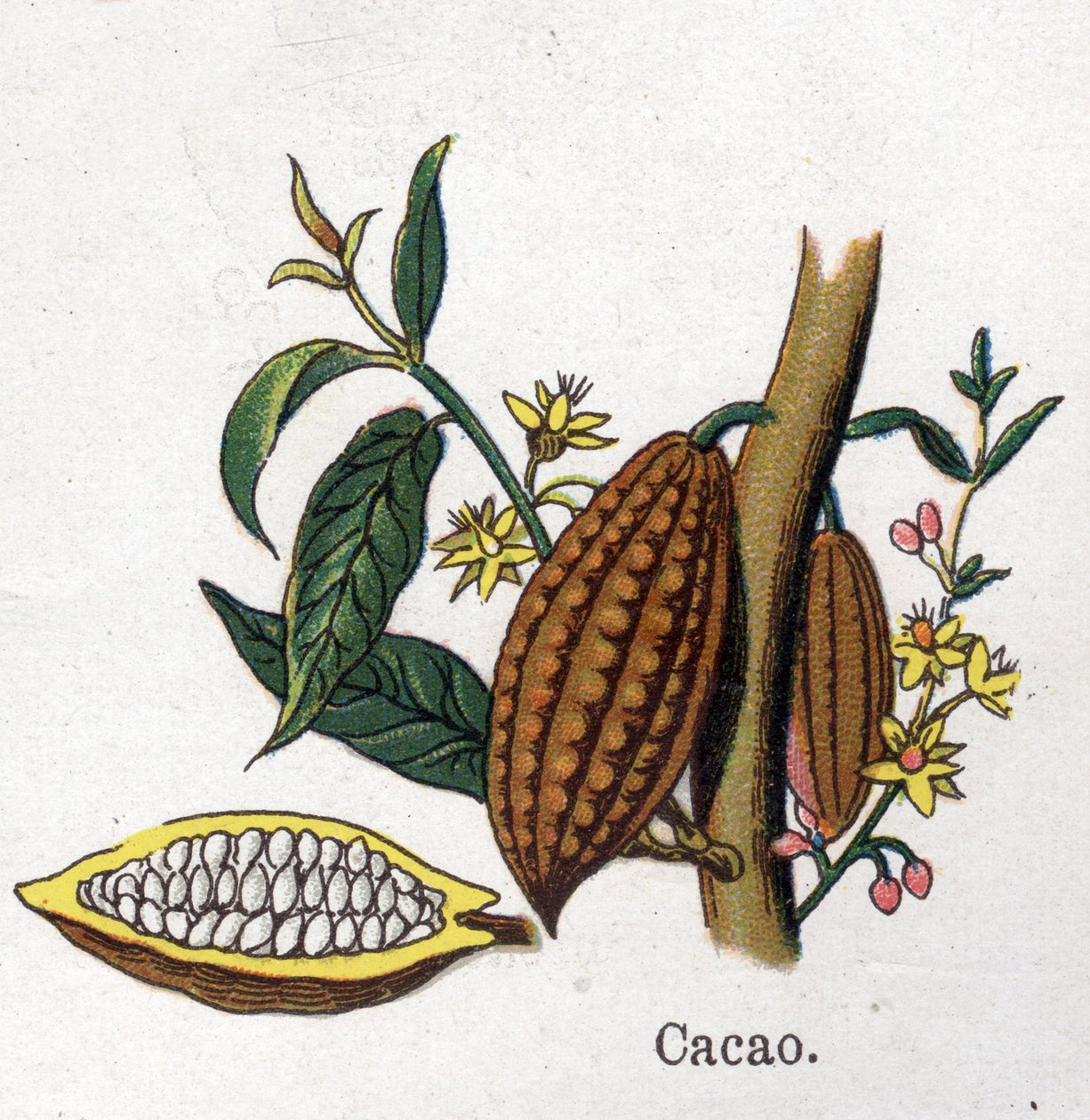 Léčivé a potravinářské botanické rostliny: kakao. Rytina do „“La Mediation naturelle““, od Friedricha Eduarda Bilze (1842-1922) od Unknown artist