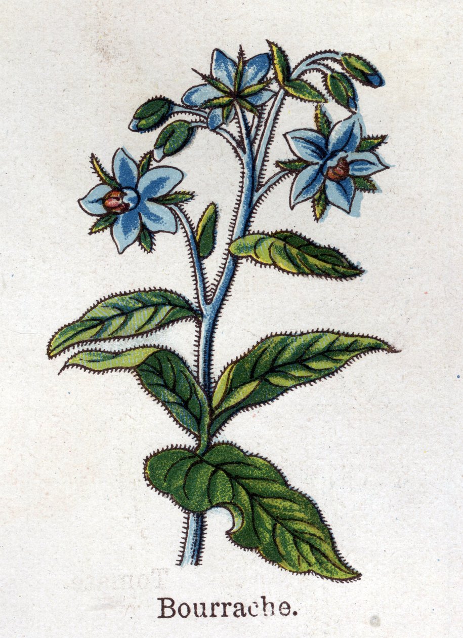 Léčivé a potravinářské botanické rostliny: brusinka. Rytina do „“La Mediation naturelle““, od Friedricha Eduarda Bilze (1842-1922) od Unknown artist