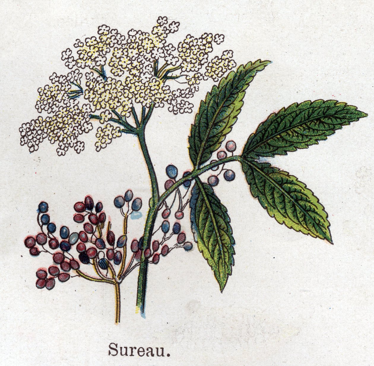 Léčivé a potravinářské botanické rostliny: černý bez. Rytina do „“La Mediation naturelle““, od Friedricha Eduarda Bilze (1842-1922) od Unknown artist