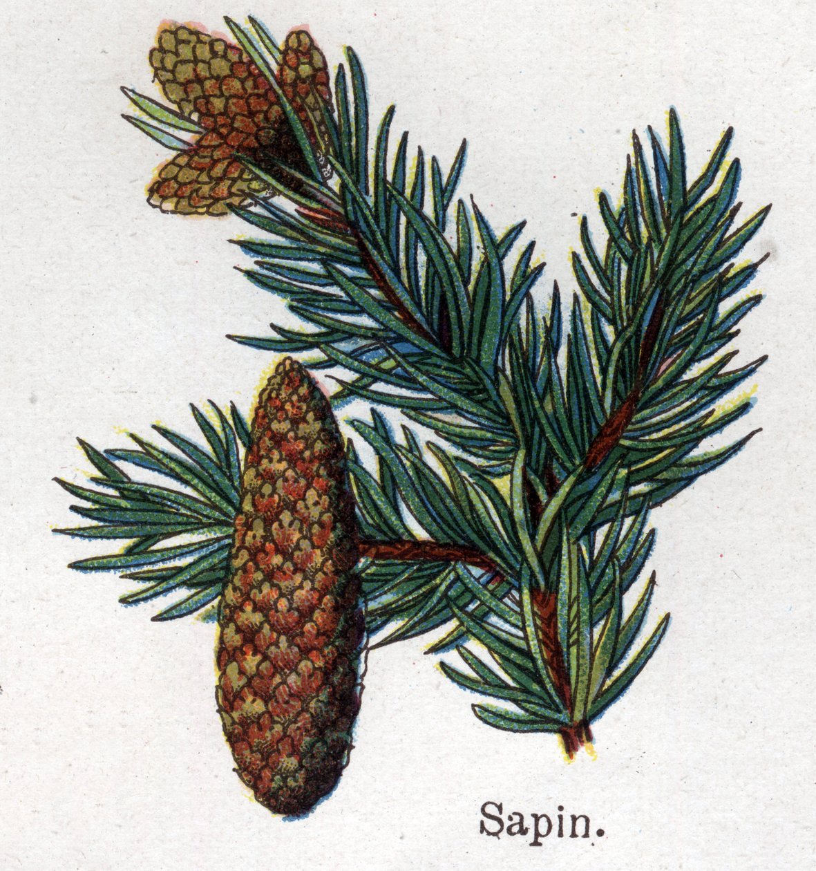 Léčivé a potravinářské botanické rostliny: jedle. Rytina do „“La Mediation naturelle““, od Friedricha Eduarda Bilze (1842-1922) od Unknown artist