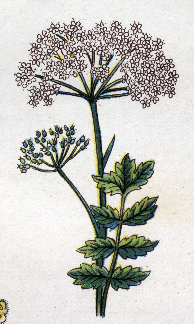 Léčivé a potravinářské botanické rostliny: velká lokalita. Rytina do „“La Mediation naturelle““, od Friedricha Eduarda Bilze (1842-1922) od Unknown artist