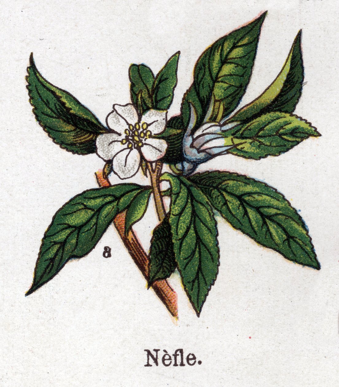 Léčivé a potravinářské botanické rostliny: nefle. Rytina do „“La Mediation naturelle““, od Friedricha Eduarda Bilze (1842-1922) od Unknown artist