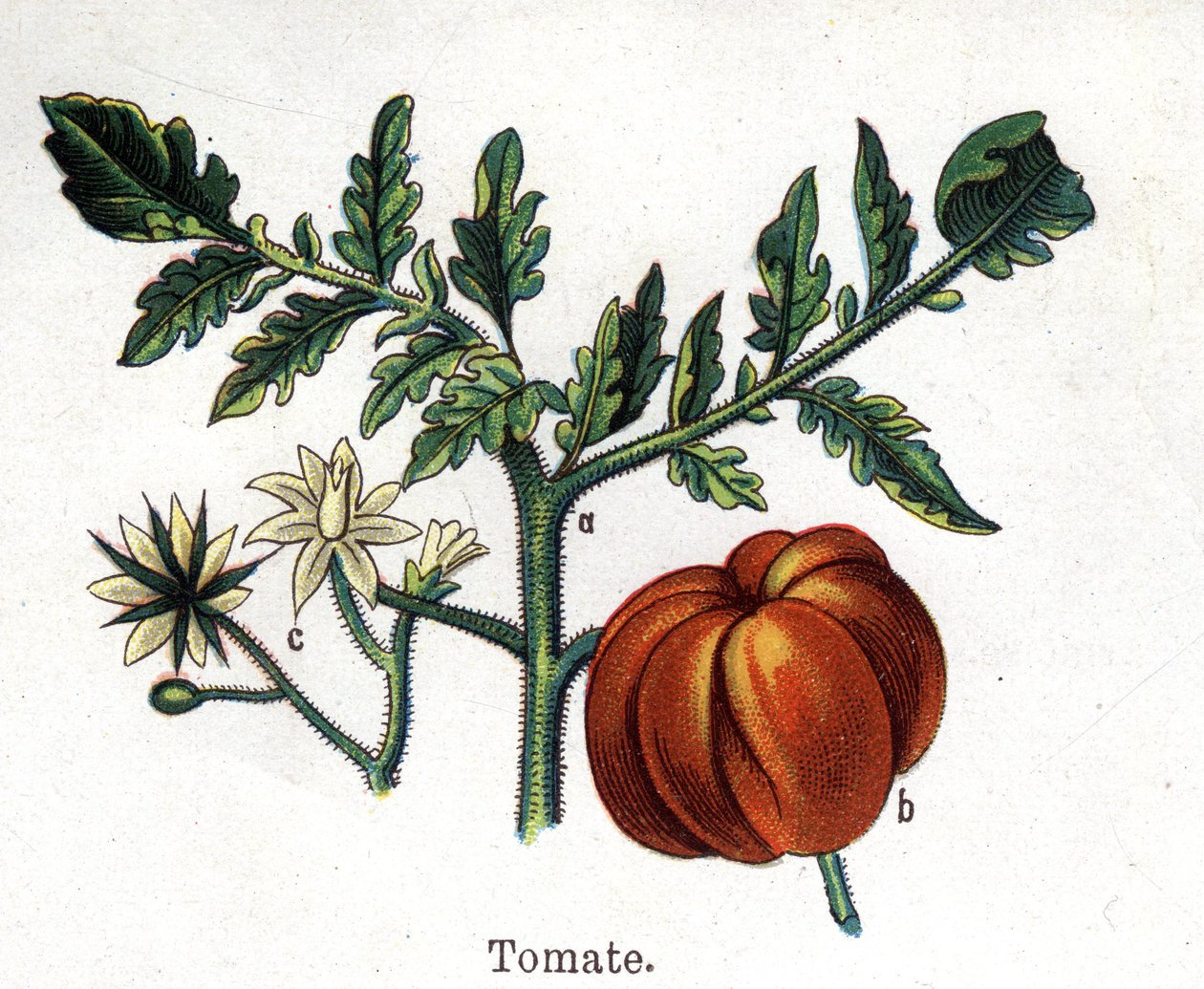 Léčivé a potravinářské botanické rostliny: rajče. Rytina do „“La Mediation naturelle““, od Friedricha Eduarda Bilze (1842-1922) od Unknown artist