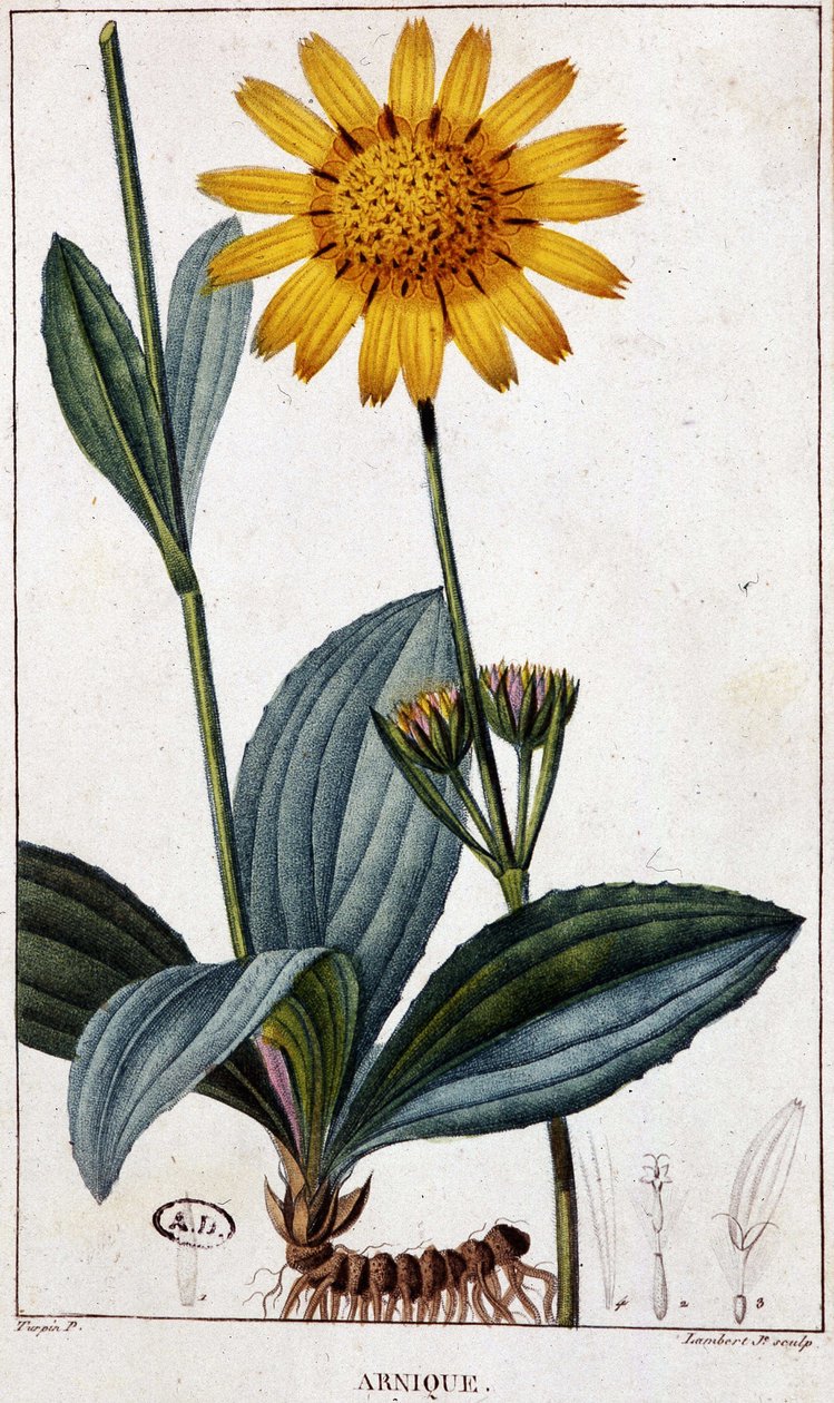 Léčivá rostlina: Arnika (neboli arnika) - botanická tabule, konec 19. století. od Unknown artist