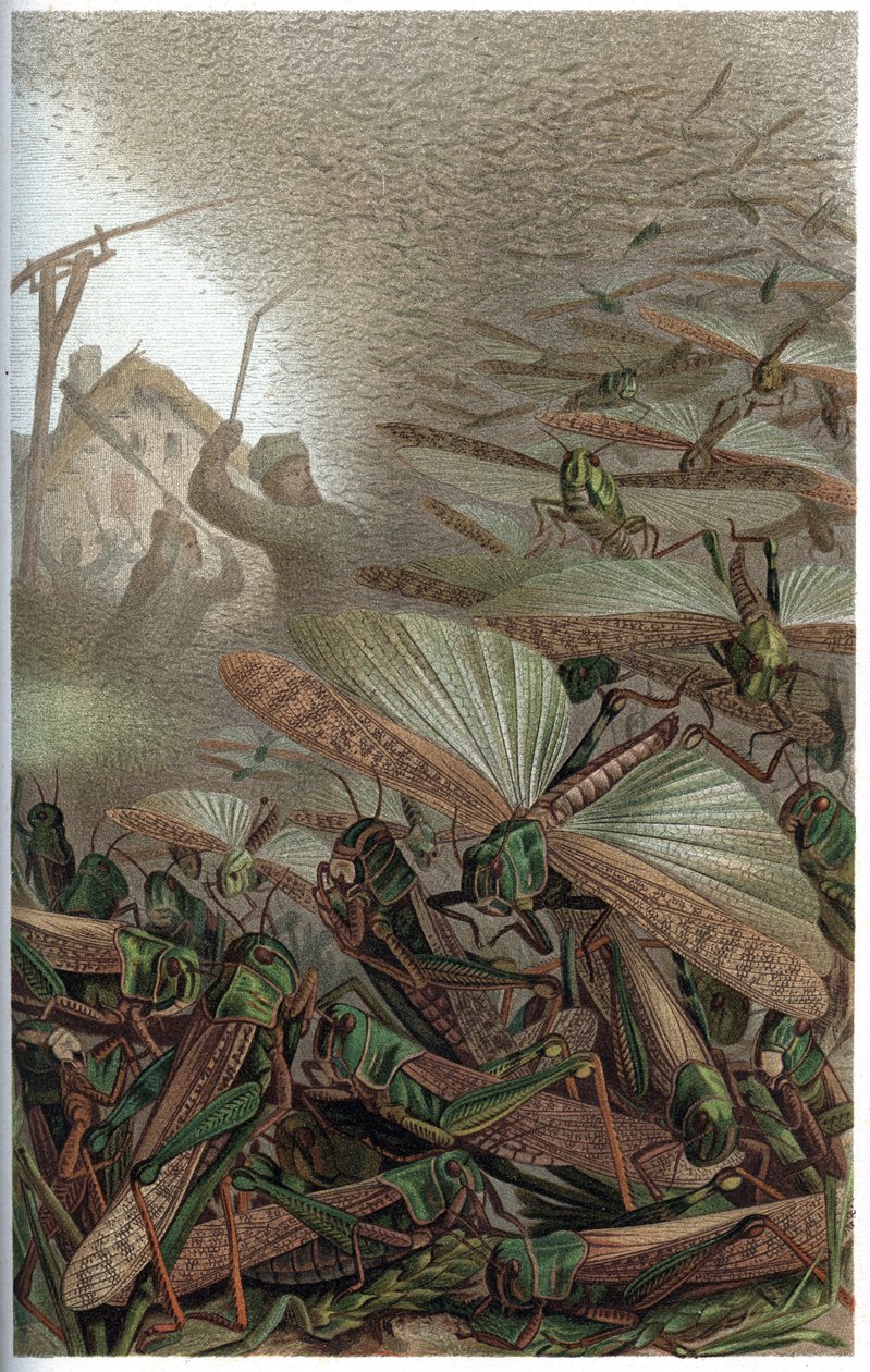 Saranče stěhovavé - Saranče stěhovavé (Locust migratoria) - rytina z „“ Brehm