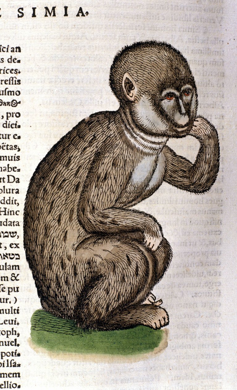Opice po Historia Animalium od Conrada Gesnera, Tiguri 1560. Biblioteca Nazionale Braidense. Milán od Unknown artist