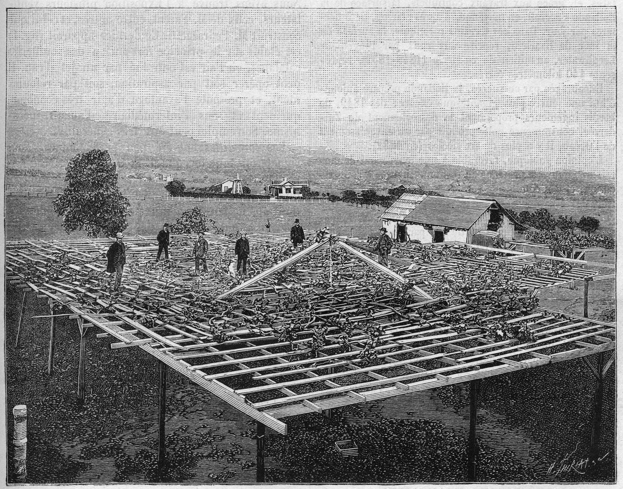 Montecito Vineyard v Kalifornii v roce 1888. v „Přírodě“ z roku 1888. od Unknown artist