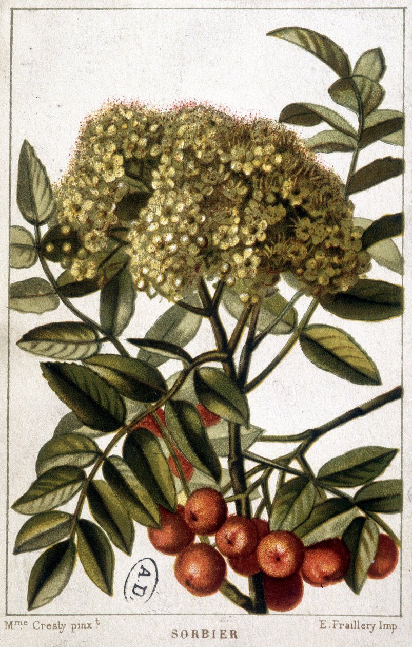 Mountain ash - botanická deska od Unknown artist