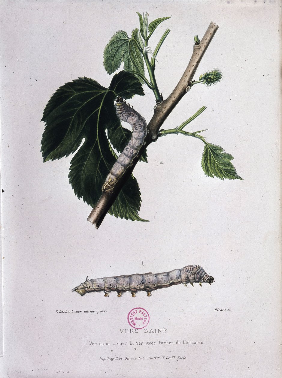 Moruše a bourec morušový - Pasteurova studie od Unknown artist