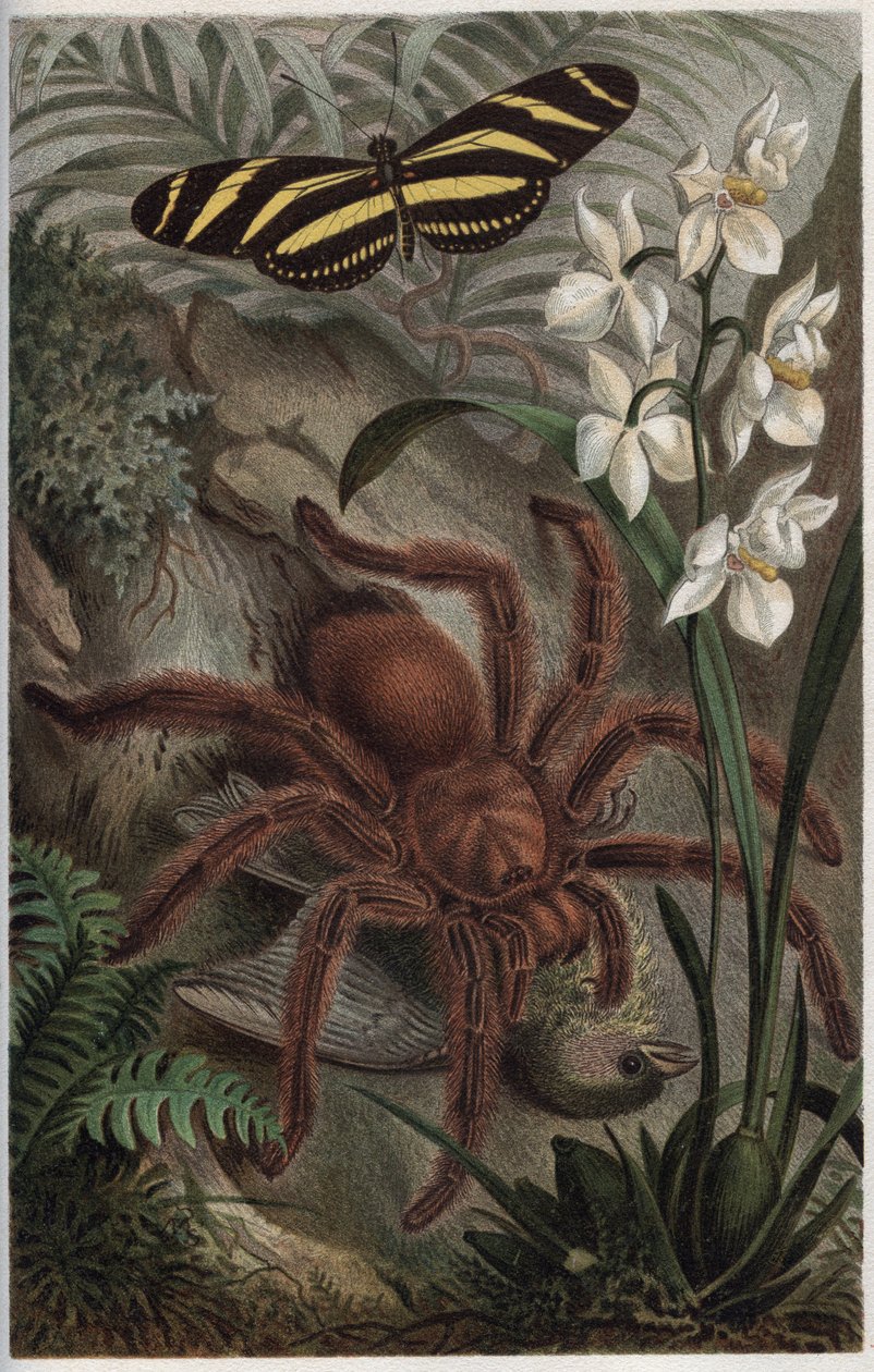 Mygalomorphae (Orthognatha) - rytina z „“ Brehm
