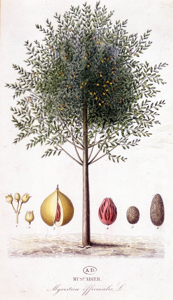 Myristica fragrans - Muškát lékařský (Myristica officinalis). botanická deska od Unknown artist