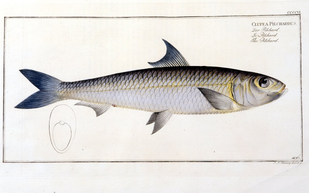 Natural History Tale: The Pilchard podle Blochovy „Ichtiologie“. Rytina 19. století. od Unknown artist