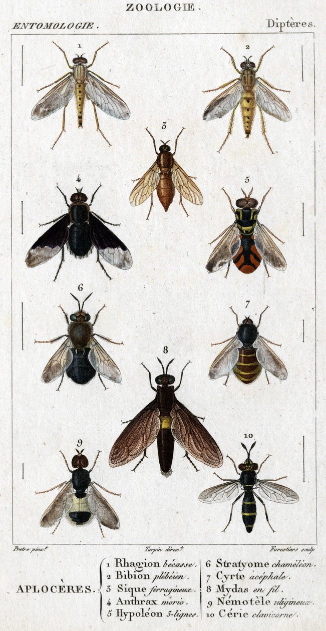 Přírodovědná deska. Entomologie. Rodina Dipteres. Aploceres: 1. Rhagion buk; 2. Plebeien bion; 3. Ferruginous Sic; 4 Anthrax morio; 5. Hypoleon 63 linek; 6. chameleon stratyome; 7; Cyrte acefal; 8. Mydas v drátu; 9. Utiginous nemotele; 10.klavicorn ce od Unknown artist