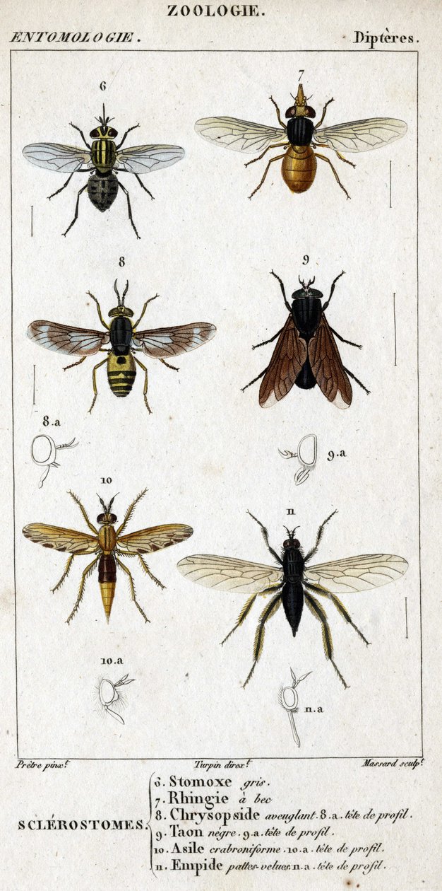 Přírodovědná deska. Entomologie. Rodina Dipteres. Sklerostomy: 6. Grey stomox; 7. Ringia zobákatá; 8. Oslepující chrysopside; 8a. profilová hlava; 9. Taon negre; 9a. hlava profilu; 10. Crabroniforme azyl; 10a. hlava profilu; 11. Vytvarujte chlupaté nohy; n od Unknown artist