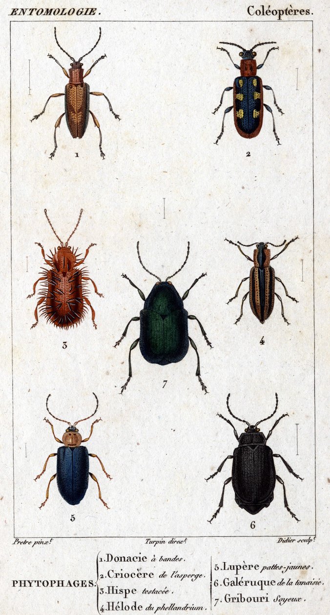Přírodovědná deska. Entomologie. Rodina coleopterů. Fytofágy: 1. páskovaná donacia; 2.Asparagus criocere; 3. Hisp testováno; 4. helode Phellandrium; 5. Lupere žluté nohy; 6. Tansy galerie; 7. Hedvábné doodle. od Unknown artist