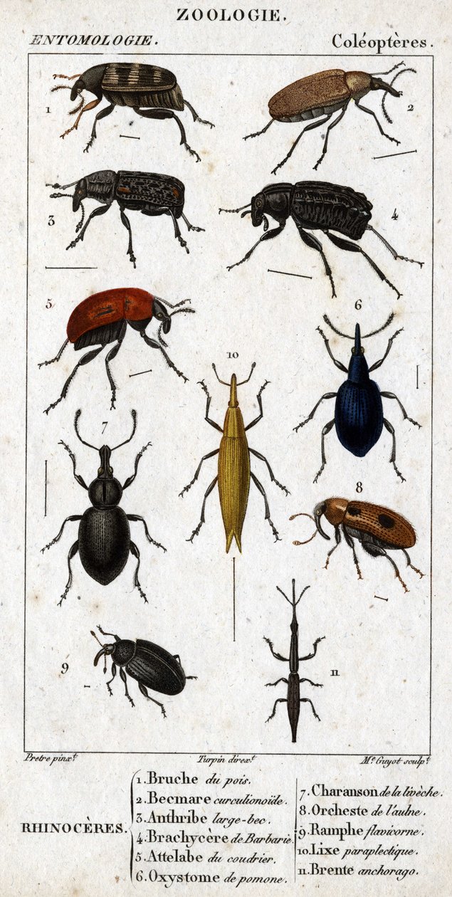 Přírodovědná deska. Entomologie. Rodina coleopterů. Rhinoceres: 1. Hrášek bruche; 2. Beemare curculionoid; 3. Anthribe velký zobák; 4. Brachycere pichlavý; 5. Attelabra kurýra; 6. Pomone oxystoma; 7. Liveche charanson; 8. Olšový orchestr; 9. od Unknown artist