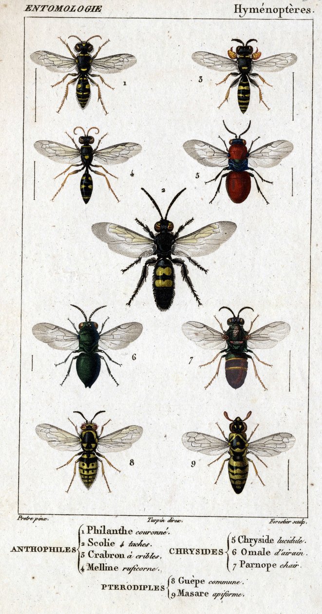 Přírodovědná deska. Entomologie. Rodina blanokřídlých. Antofilové: 1. Filantská koruna; 2. Scoile 4 skvrny; 3. Screening crabron; 4 Melline ruficorne. Chryside: 5. Lucidulous Chryside; 6. Brain Omalum; 7. Parnope maso. Pteradiples: 8. společný prostor; 9.  od Unknown artist