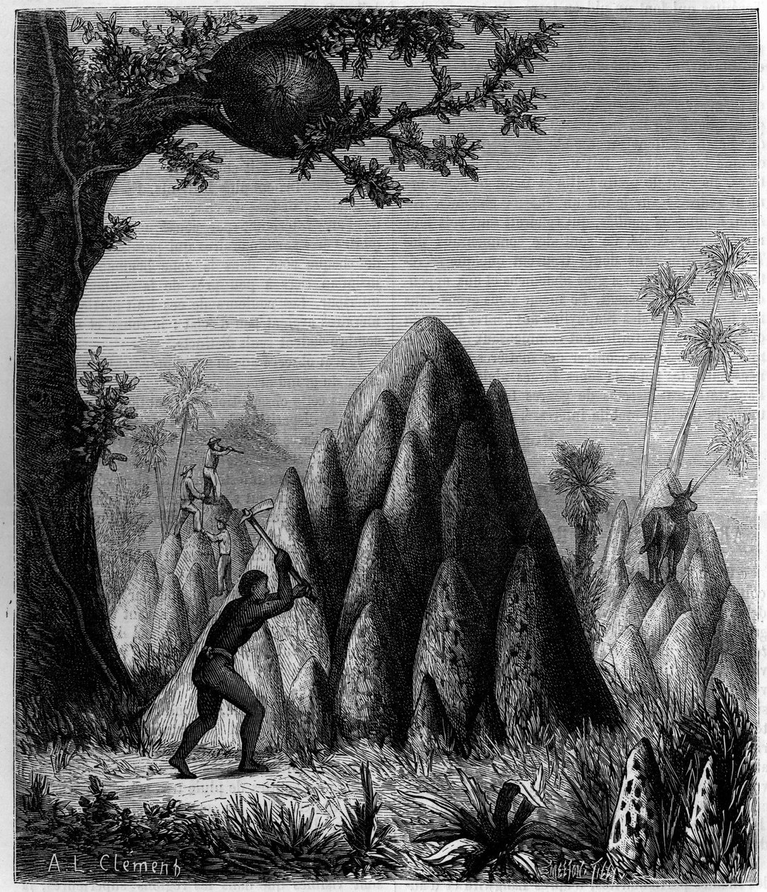 Hnízda „Termitů válečných“ a „Termitů stromů““ v Africe. Rytina v „“ La Nature: revue des sciences et de leurs applications aux arts et a l