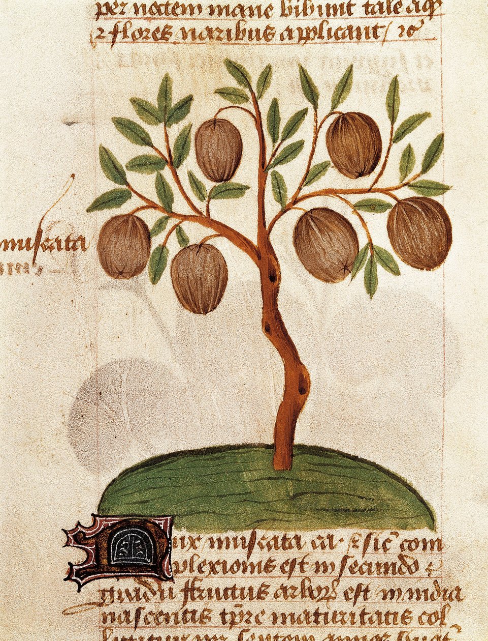 Muškátový oříšek, Popis léčivých rostlin a jak je připravit. Stránka z rukopisu „Pojednání o bylinách“ (Tractatus de herbis) od Pedanius Dioscorides od Unknown artist