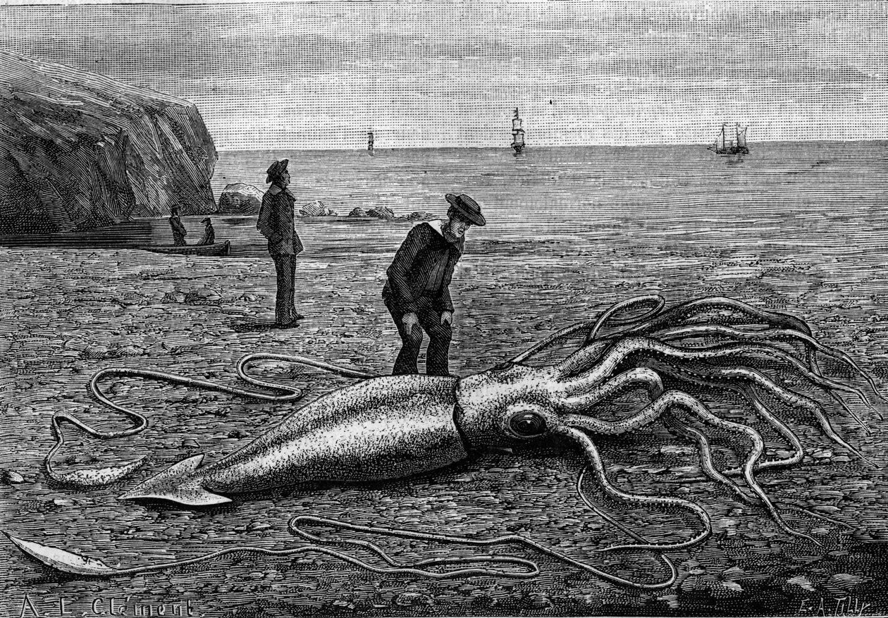 Chobotnice na pobřeží Newfoundlandu, Newfoundland: „“Architeuthis princeps““. Rytina v "" Příroda: přehled věd a jejich aplikací v umění a průmyslu "" z 9. června 1883. od Unknown artist