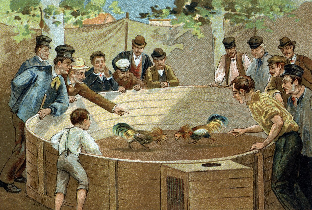 Starý zvyk oslavovaný v regionu Flandry: Kohoutí zápasy. Chromolitografie konce 19. století. od Unknown artist