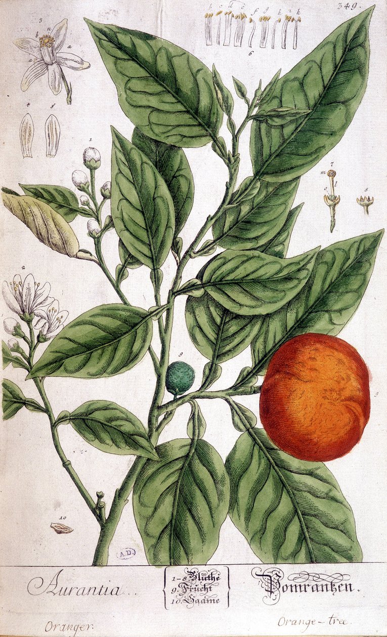 Orange (Aurentia) - Arts Deco od Unknown artist