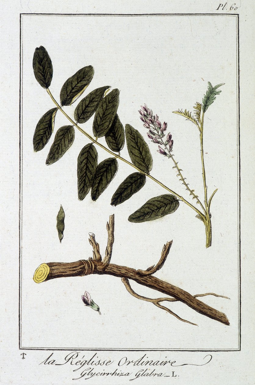 Obyčejná liquisse (Glycyrrhiza glabra) - v „Cvičení z botaniky pro obchodníky“, editoval J.C. Philibert, Imprimerie de Crapelet, Paříž od Unknown artist