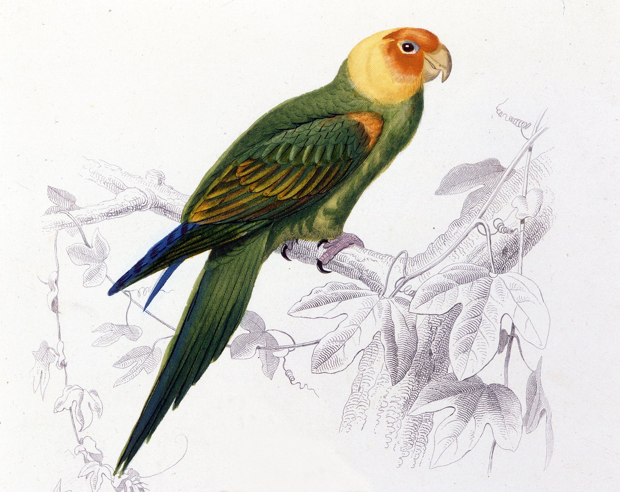 Ornitologie: papoušek Carolina. (Psittacus carolinensis) od Unknown artist
