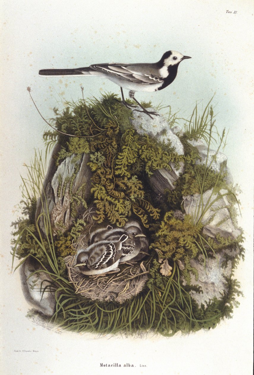 Ornitologie: bergeronnet šedý (motacilla alba) poblíž hnízda mláďat. Rada zoologie 19. století od Unknown artist