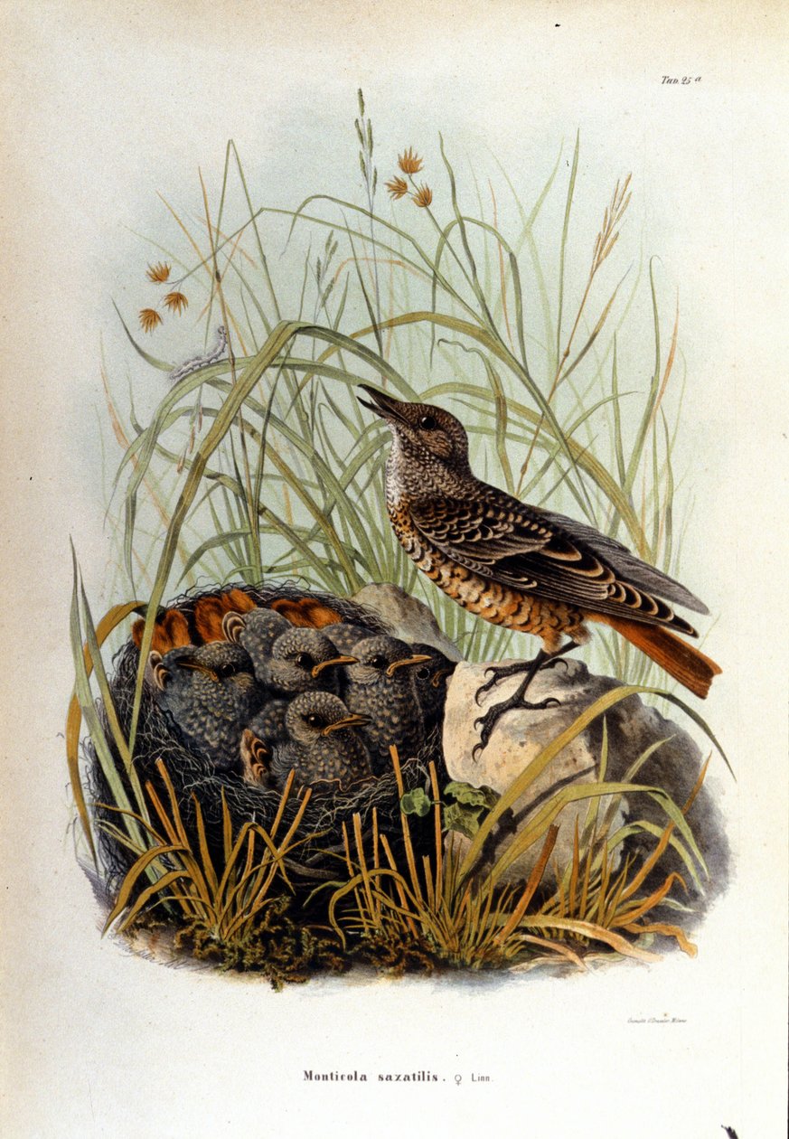 Ornitologie: monticole poblíž hnízda svých mláďat. od Unknown artist