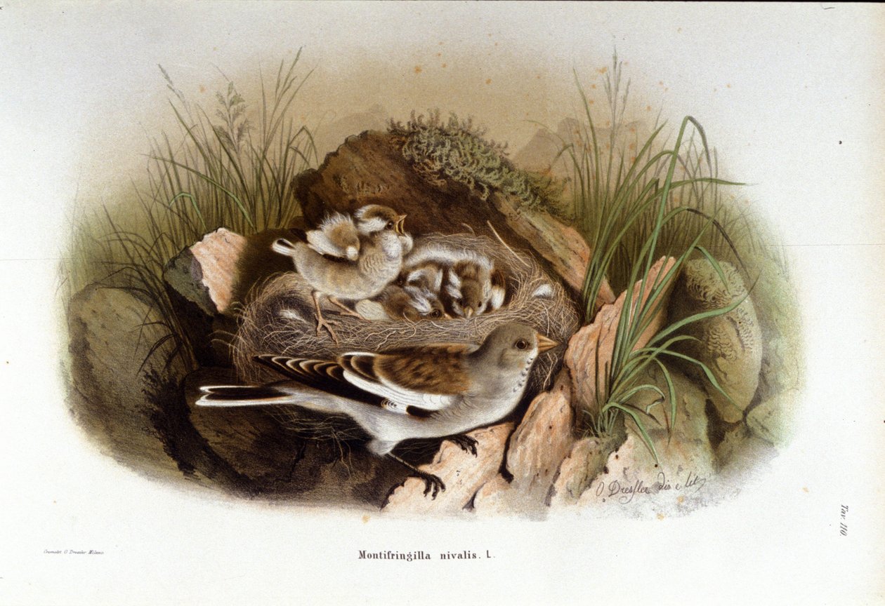 Ornitologie: vysokohorská niverolla poblíž hnízda mláďat. od Unknown artist
