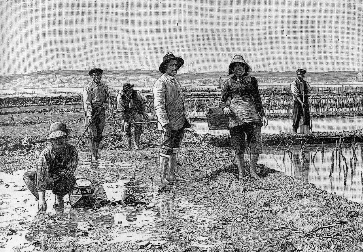 Ostreiculture - pěstování ústřic v povodí Arcachonu (1894): ústřice parkers (z fotografie). Gravírování v "" Přírodě: přehled věd a jejich aplikací v umění a průmyslu "" z 23. června 1894. od Unknown artist