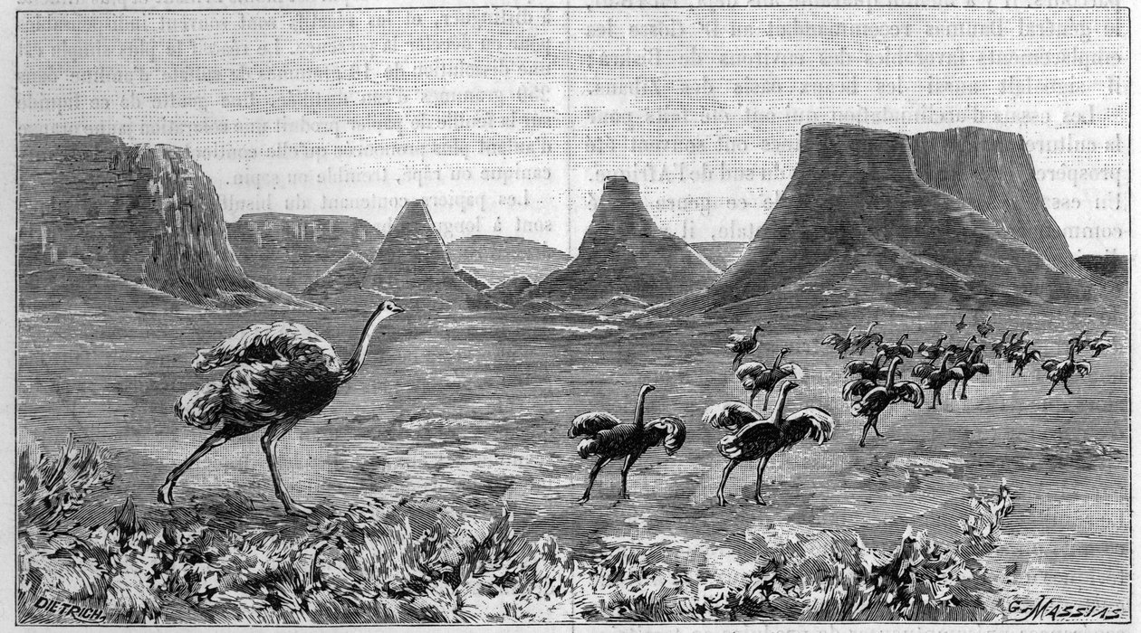 Pštros volně v jižní Africe. Rytina z roku 1895 z kresby Lichtensteina z roku 1804. od Unknown artist