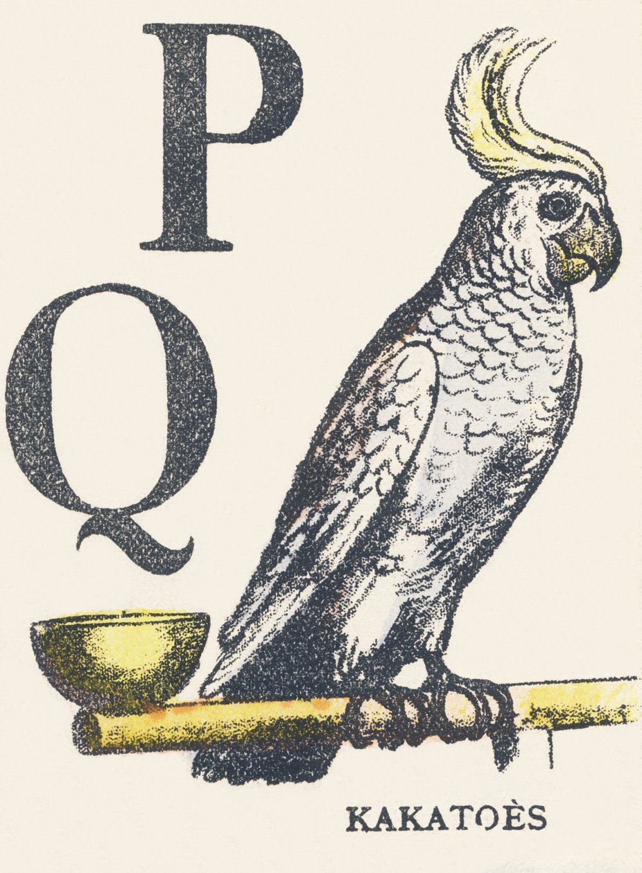 P Q: kakatoes od Unknown artist
