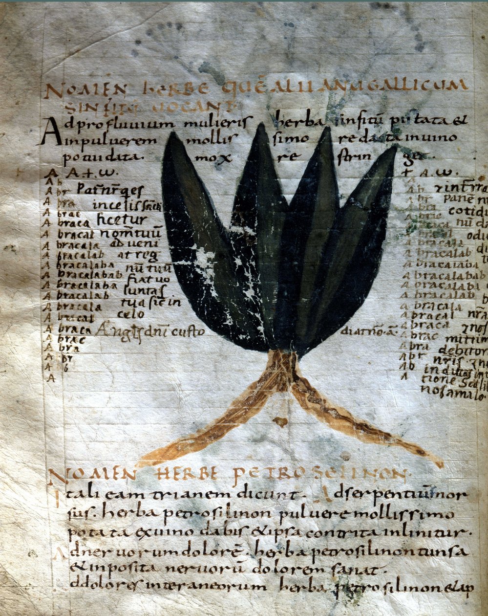 Strana rukopisu z Apulee (Lucius Apuleius) (asi 125-asi 180), „O síle bylin“, 8. nebo 9. století. Lucca, vládní knihovna. od Unknown artist