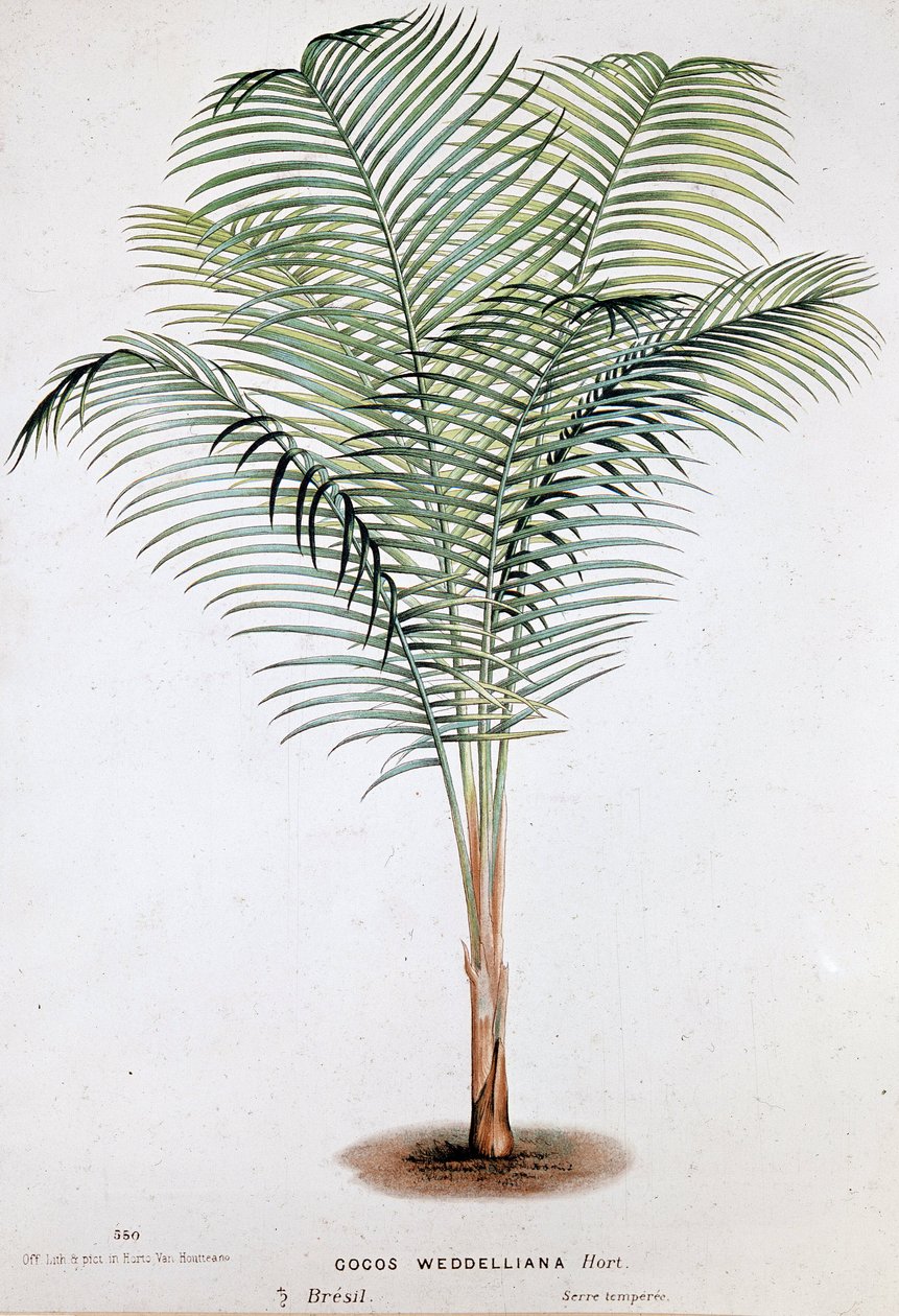 Palm Cocos Weddelliana (Brazílie) - Botanická rada od Unknown artist