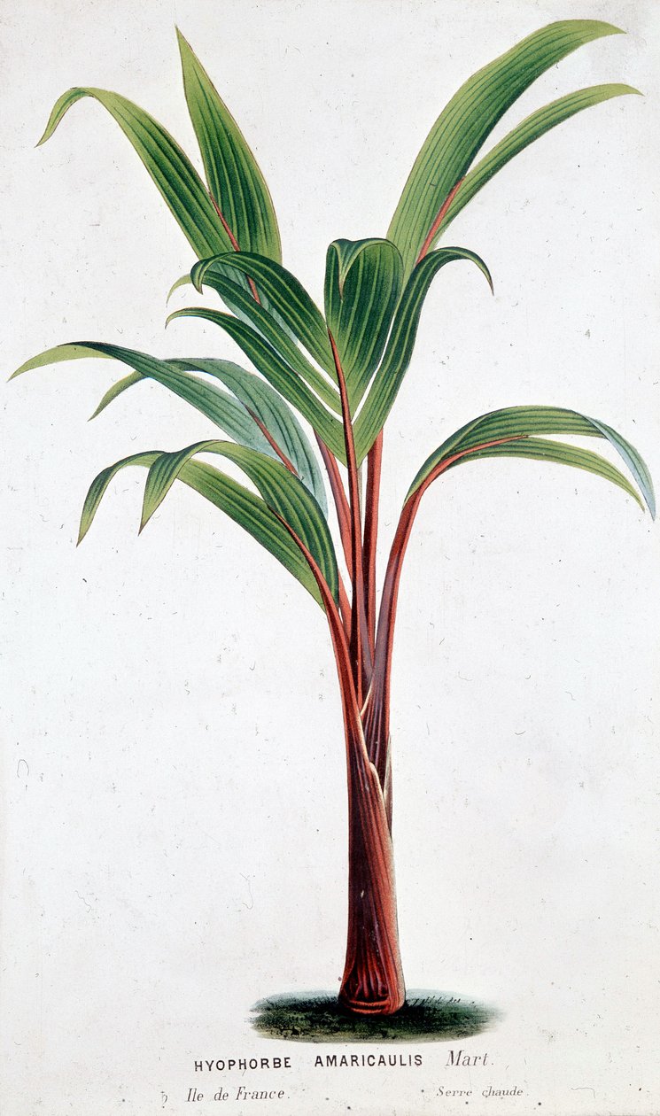 Palm Hyophorbe Amaricaulis (Mauritius) - Botanická tabule od Unknown artist