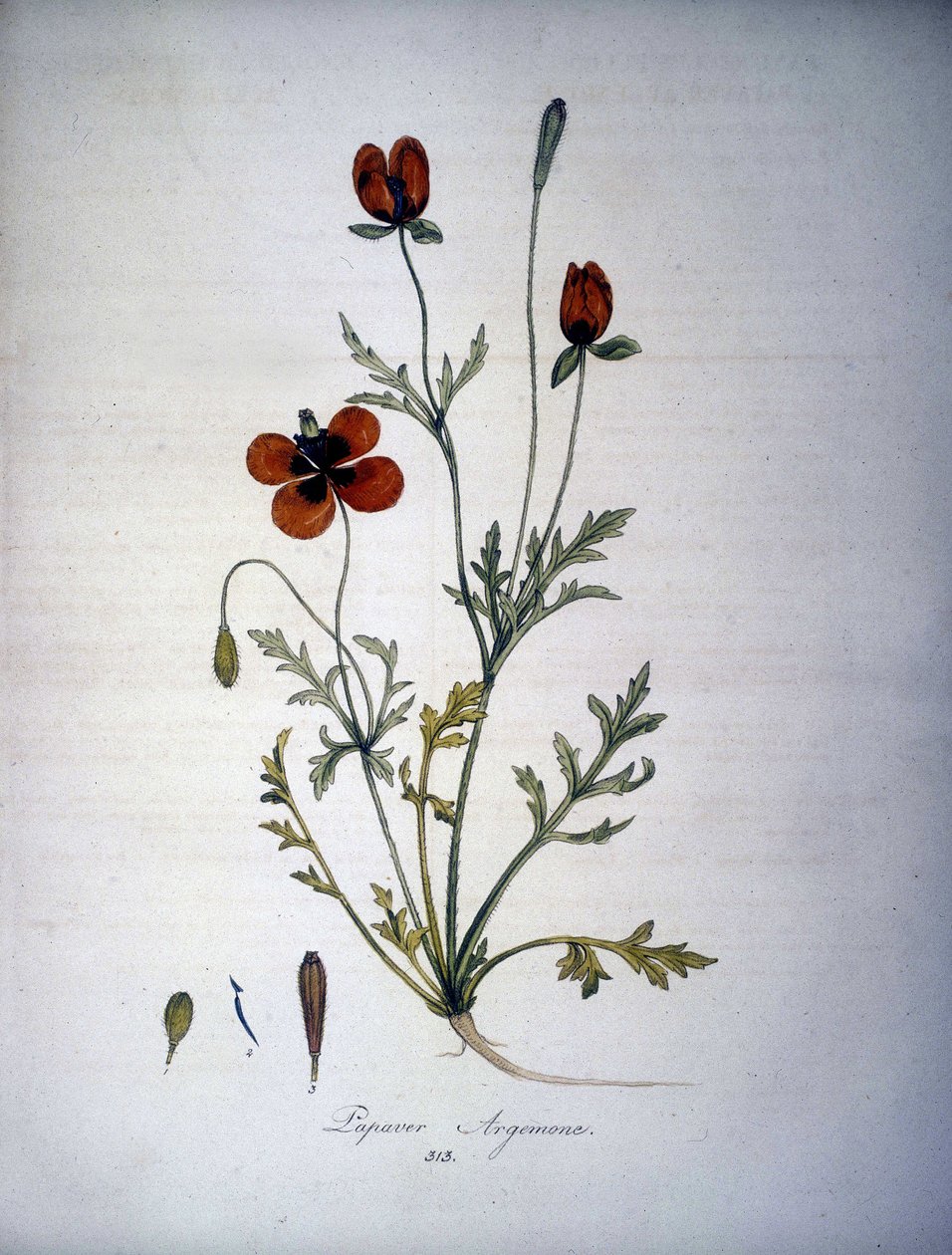 Papaver Argemone (Květina a rostlina máku Argemone). Herbář z 19. století. od Unknown artist