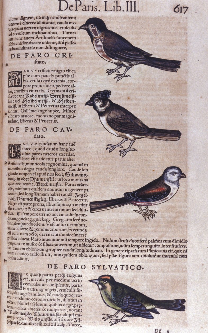 Passereaux v Historia Animalium od Conrada Gesnera (1516 - 1565), Tiguri od Unknown artist
