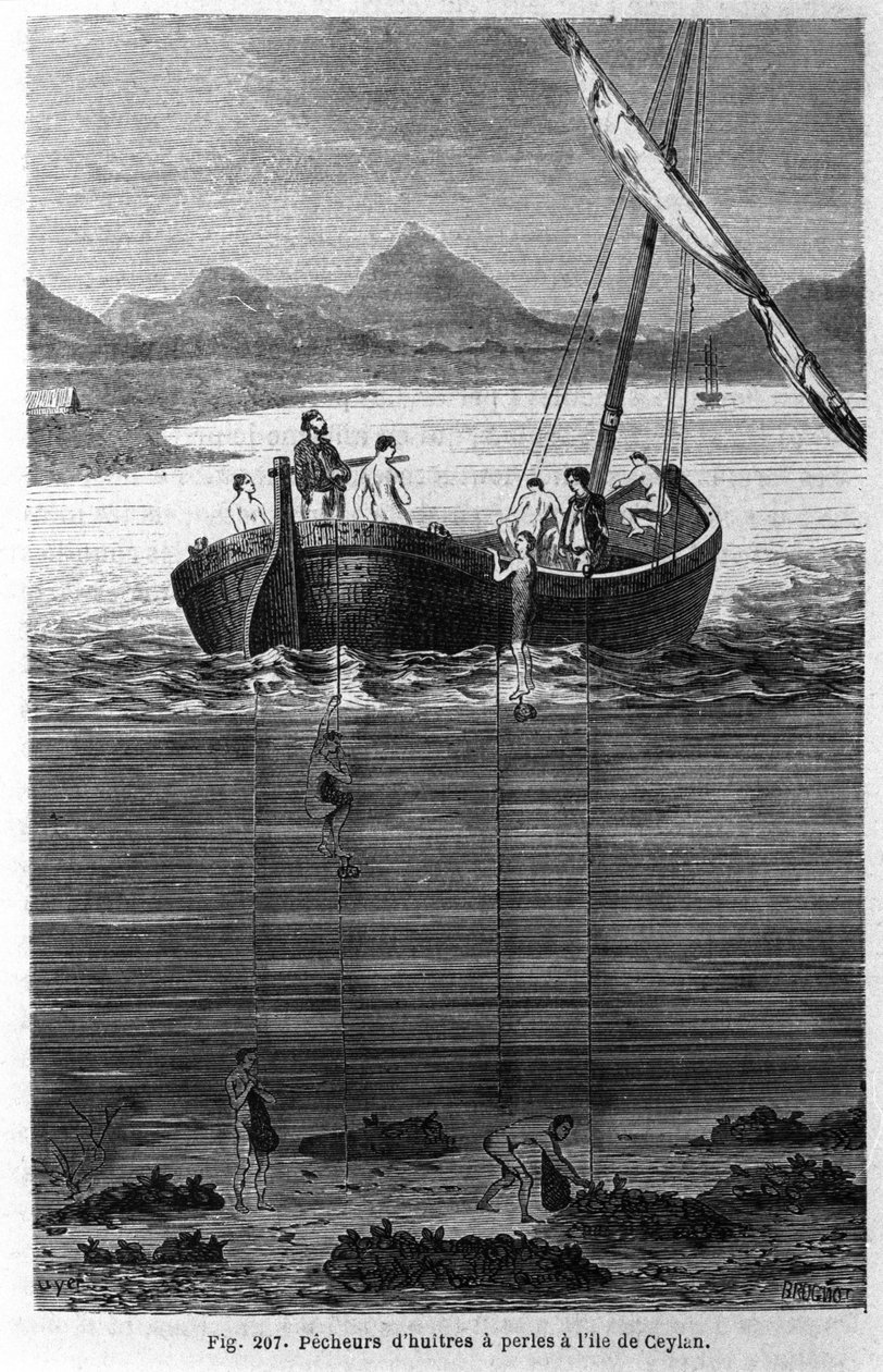 Pearl broskvoně na Cejlonu (dnešní Srí Lanka). od Unknown artist
