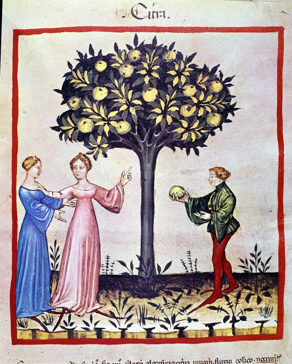 Sbíráme cedrát, ovoce cedratieru. Osvětlení z dojení medicíny a dietetiky „“Tacuinum sanitatis““ od Unknown artist