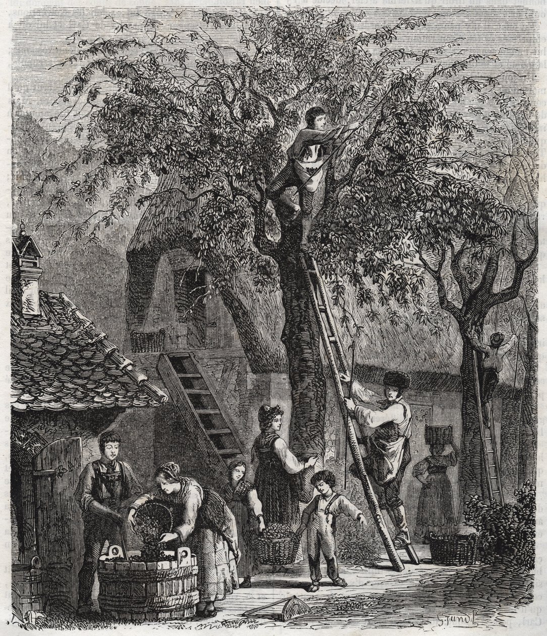Sbírání třešní - Sbírání třešní - rytina 1860 - od Unknown artist