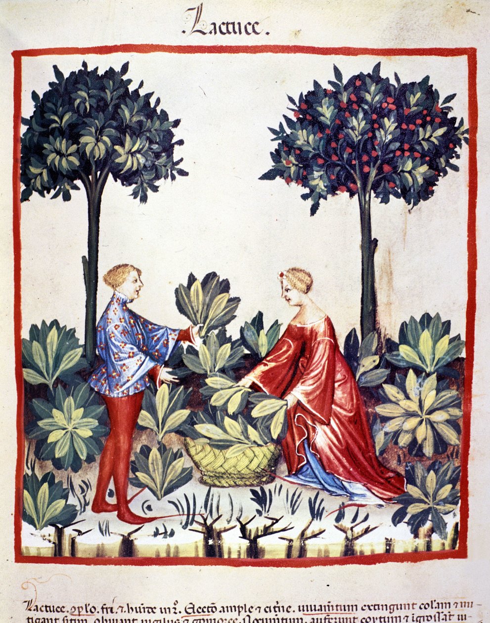 Sbírání salátu. Osvětlení z dojení medicíny a dietetiky „“Tacuinum sanitatis““ od Unknown artist
